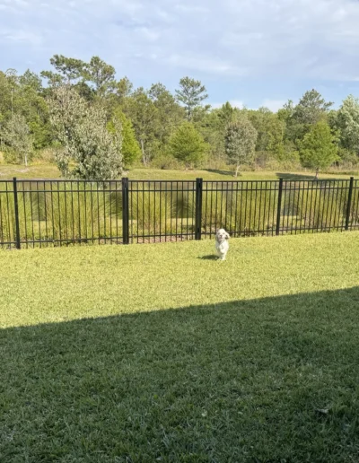 Aluminum fencing for a happy dog.